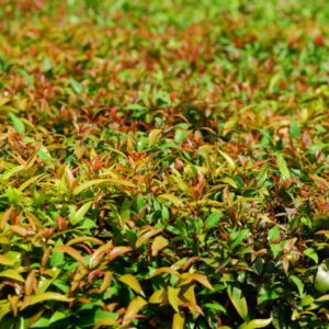 Fence, Season, Springtime, Summer, Tropical Climate