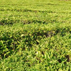 Green tea and fresh leaves in the tea plantations. background texture