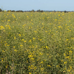 ripening canola crop close up with a blue sky