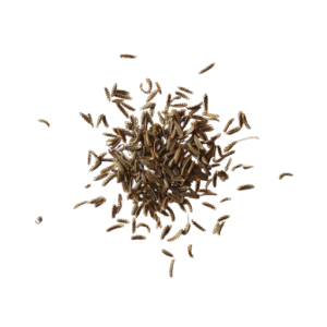 كراوية بلدي