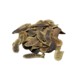 سنامكي قرون