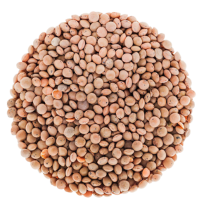 عدس بجبة بلدي